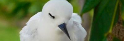 心春(こはる)'s banner