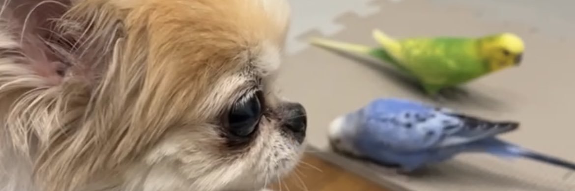 保護犬チワワのちくわ's banner