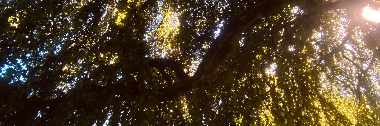 ᥫ᭡'s banner