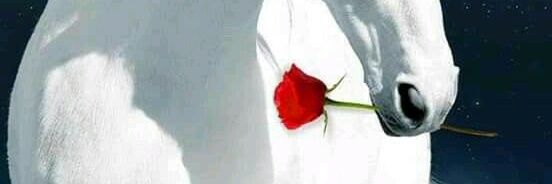 د. نواهل's banner