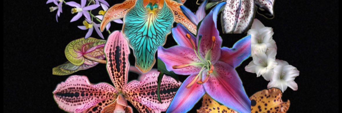 BELLADONNA's banner