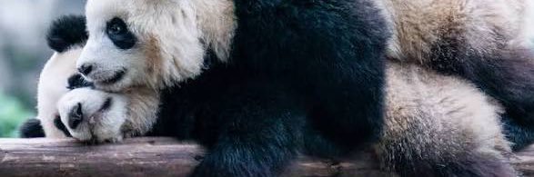 P A N D A M A X X E R's banner