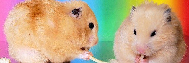 bambi mclesbian 🦌's banner