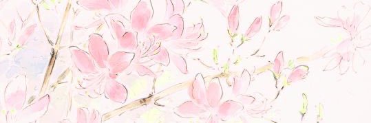 Titi 🌸's banner