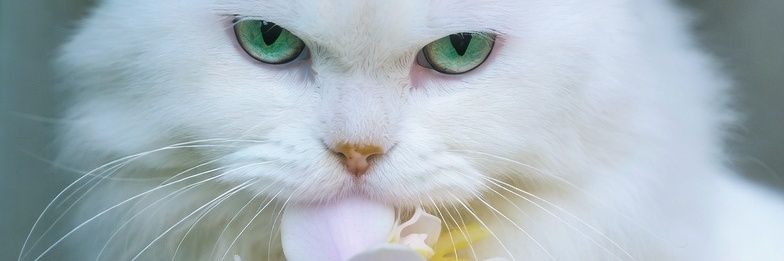 🍀🪷🦋Katy🦋🪷🍀's banner