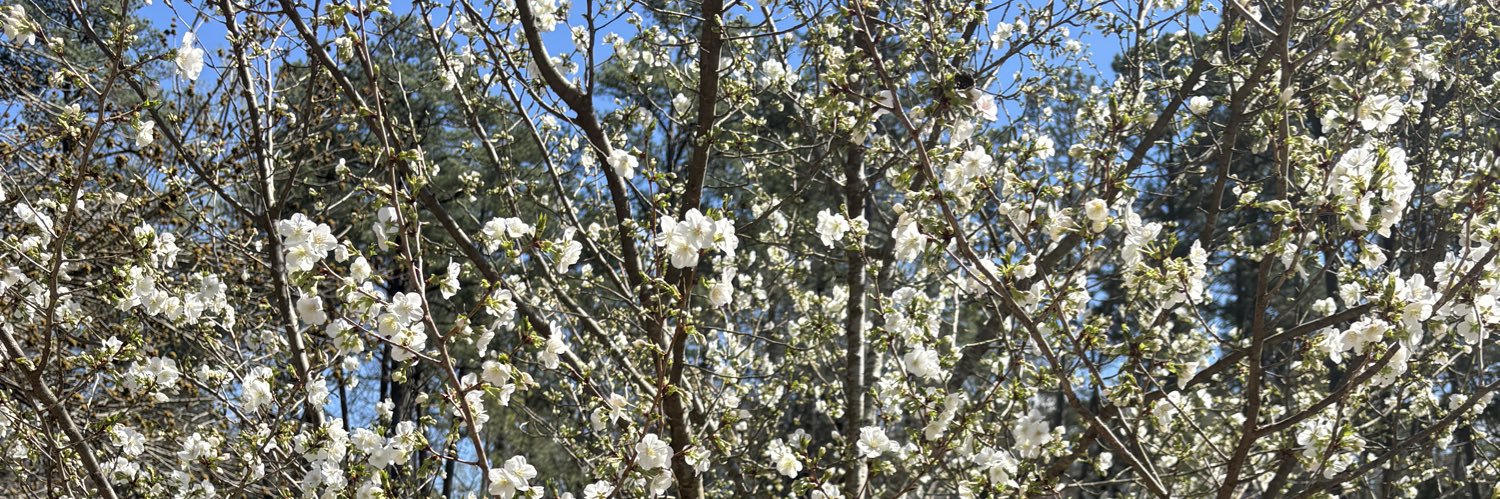 mu 🌼 moldy flowery's banner
