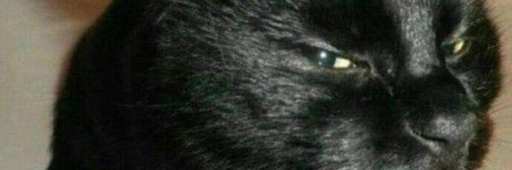 tenttiger's banner