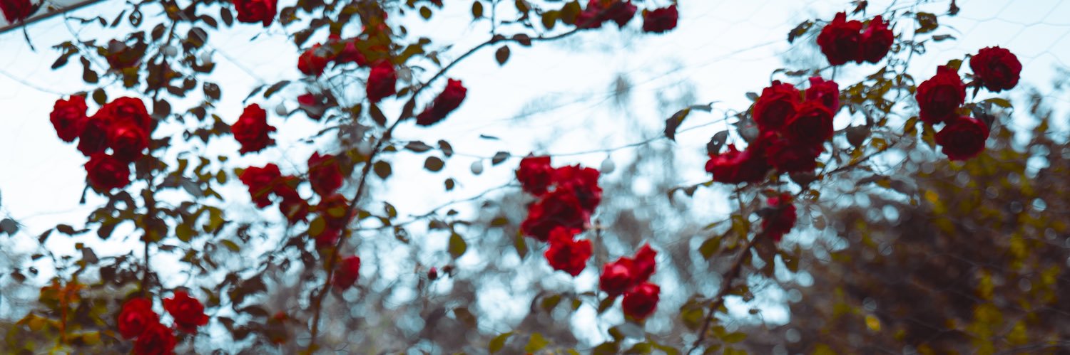 Asuka Kamila's banner