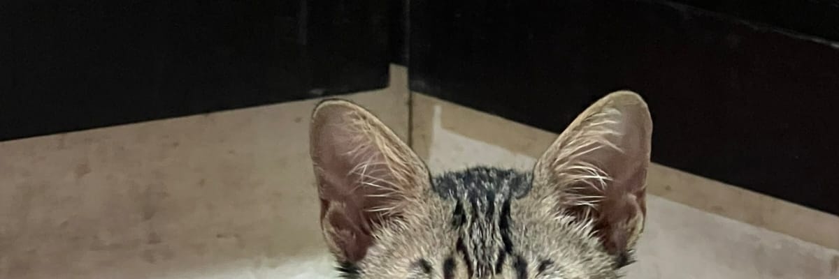 now what?'s banner