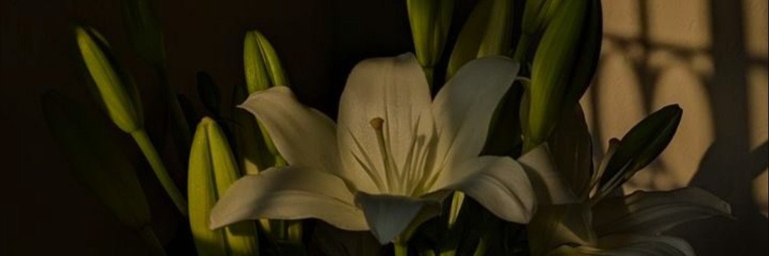 nana's banner