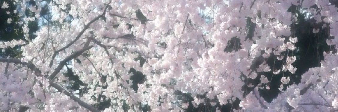 Lilly Berger's banner