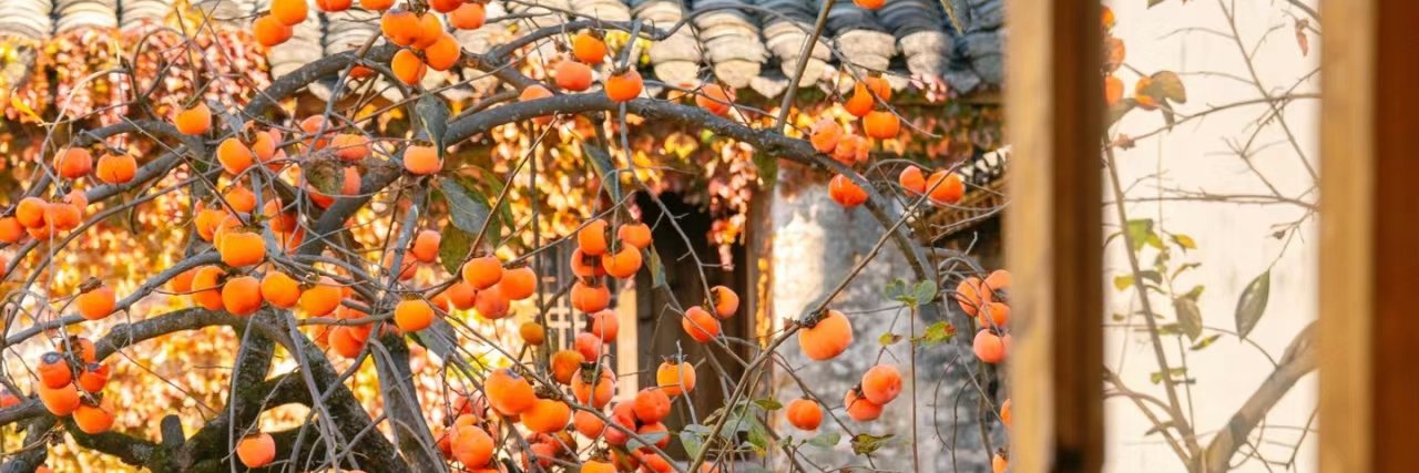橘子洲头🍊(互fo 赞 评)'s banner