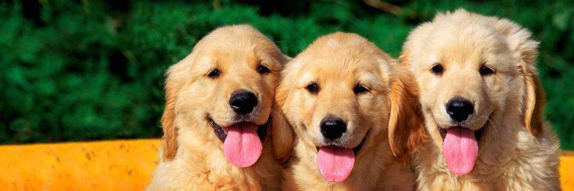 Cuties Puppies's banner