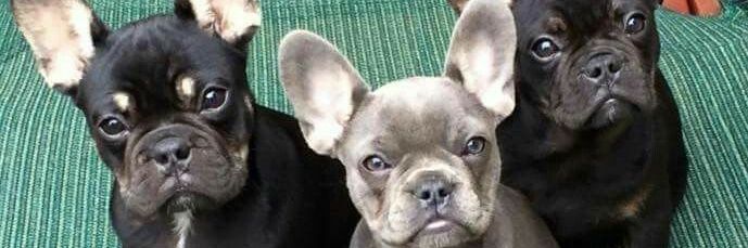 The Frenchie Gang's banner
