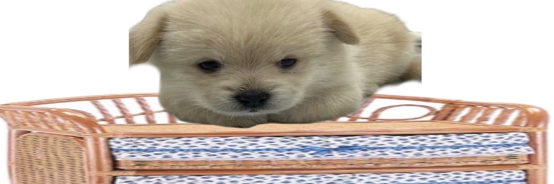 犬顔処刑's banner