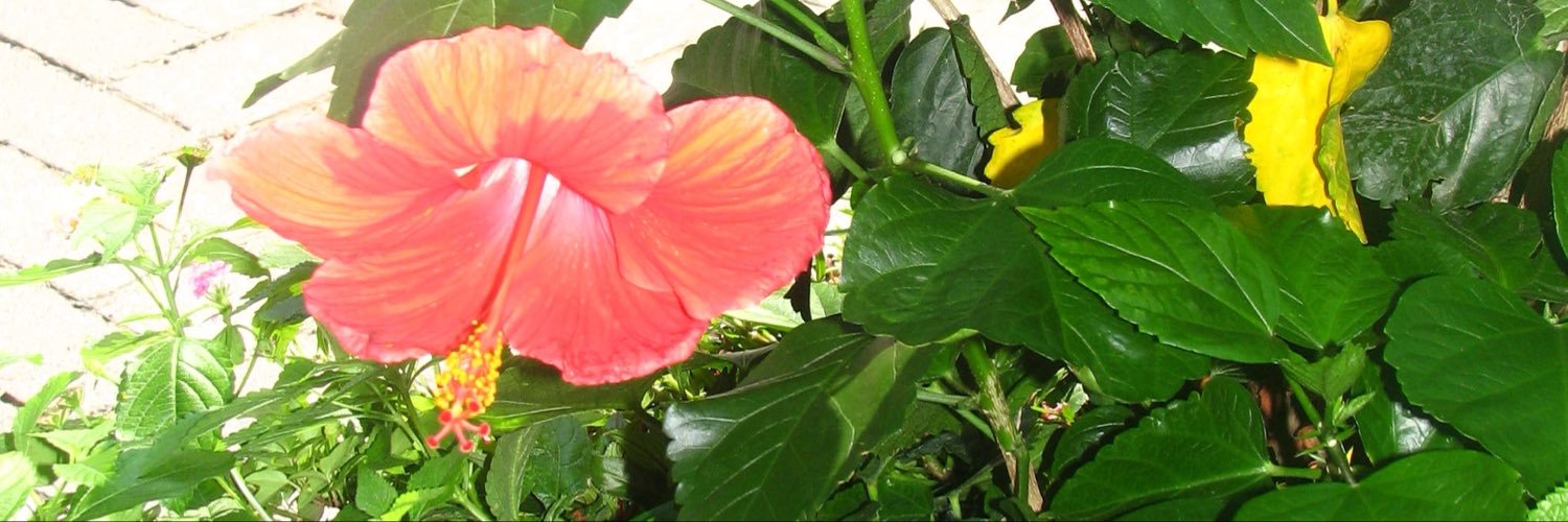 from a magical place's banner