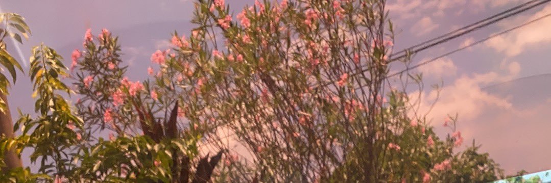 香菜不香.'s banner