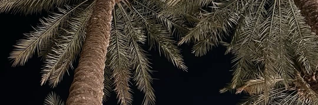 حفـصة الجنـابي's banner