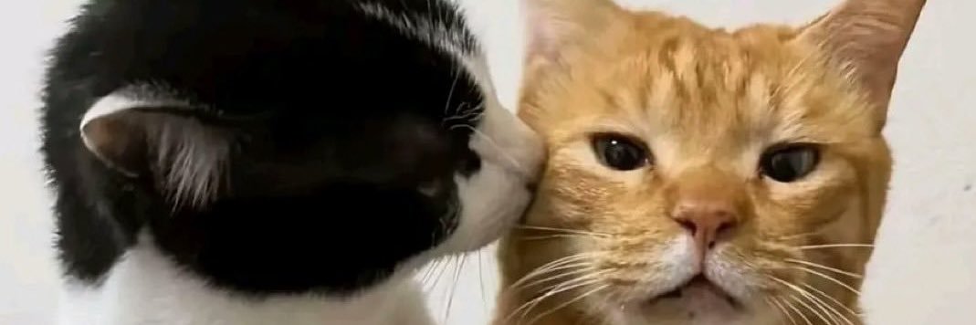 猫's banner