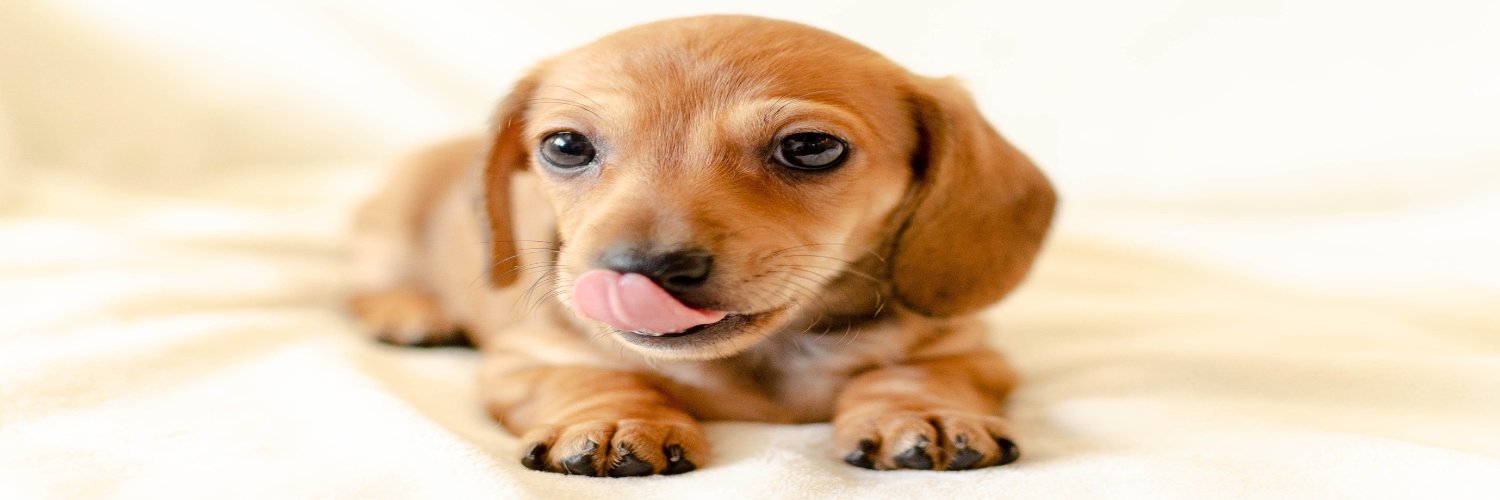 Dachshund Lovers Club's banner