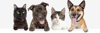 Animals Fucking Dying 🐕's banner