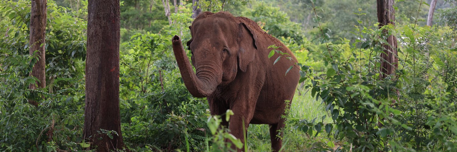 Global Sanctuary for Elephants's banner