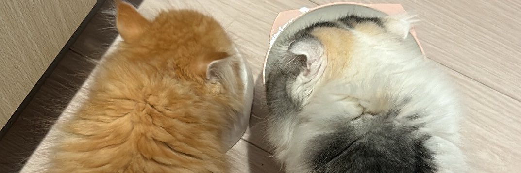 猫様と下僕's banner