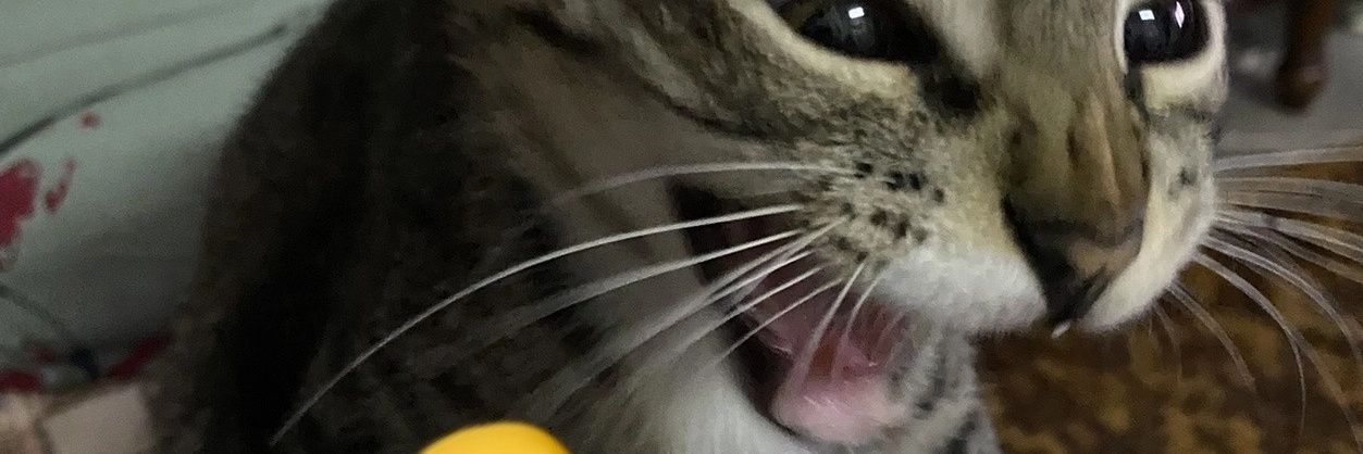 Random Videos I Found's banner