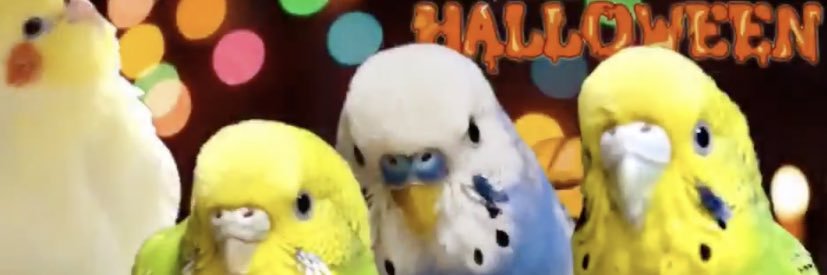 ポンコツ飼い主。彼氏のソラさん6歳になりました's banner