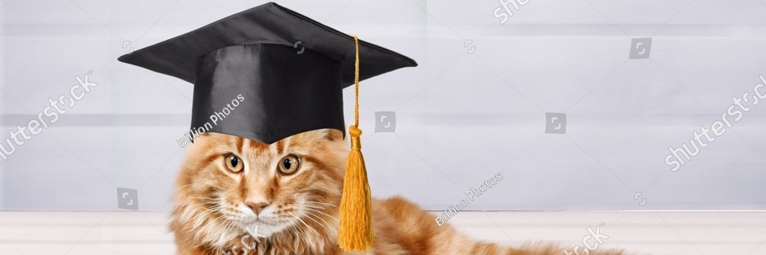 🐈 猫好き (neko zuki)'s banner