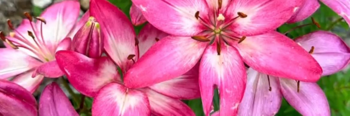jazzynickkk's banner