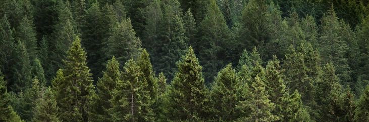 🌿• Sammi •🌿's banner