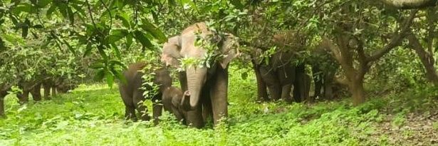 Uttarandhravaasi's banner