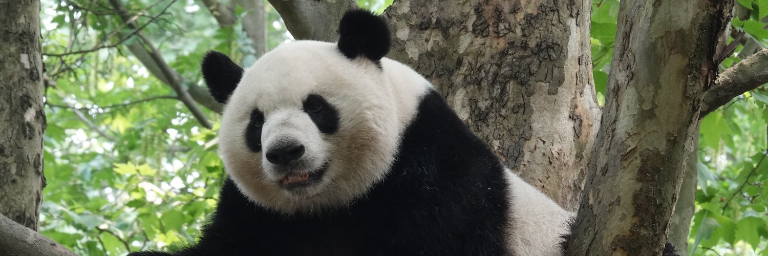 Mianyang-Home of Pandas's banner