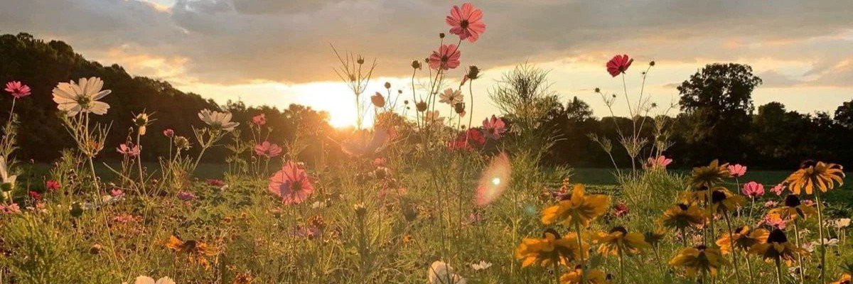 bex✮'s banner
