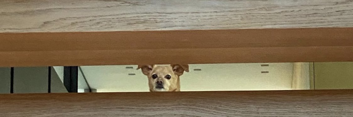 bolinha's banner