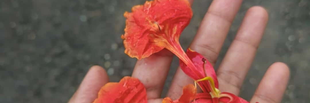 Happy_Titis🦋's banner