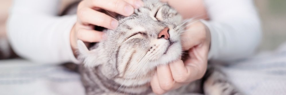 Kitties Videos's banner