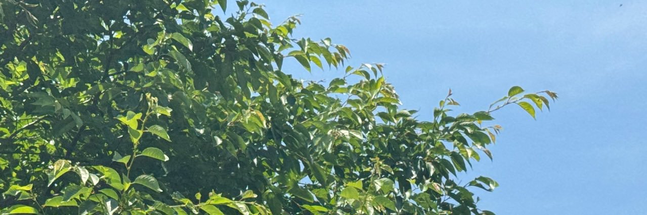 𝗕𝗹𝘂𝗲's banner