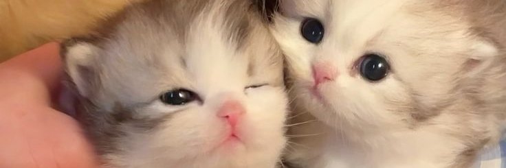 こねこ図鑑's banner