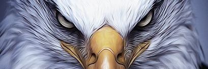 black eagle 🦅's banner