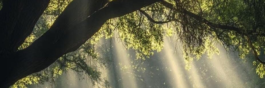 𝑝𝑢𝑟𝑒's banner