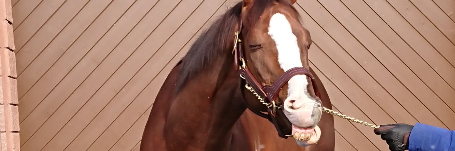 パドックを監視する無名競馬記者田井's banner