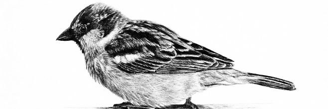 SPARROW's banner