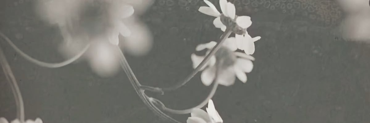 yoyo's banner
