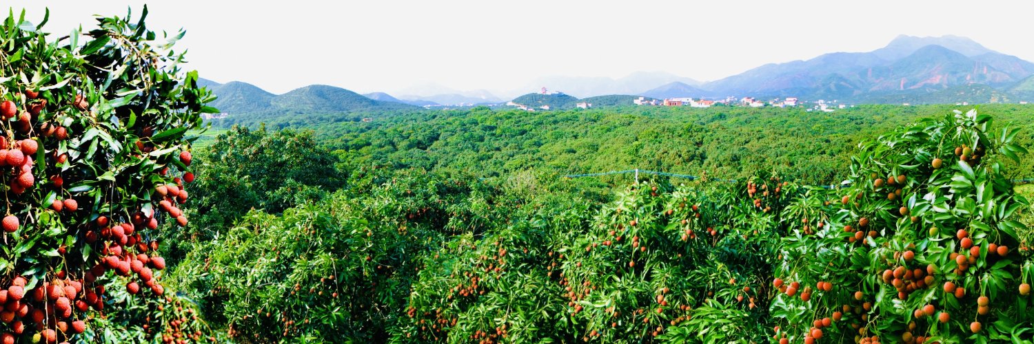 Lychee·'s banner