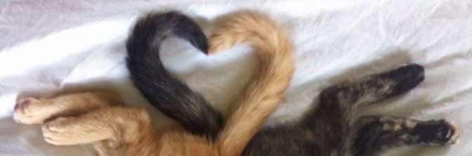 Cats Out Of Context's banner