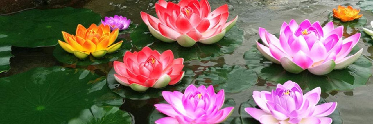 Lotus 🪷's banner