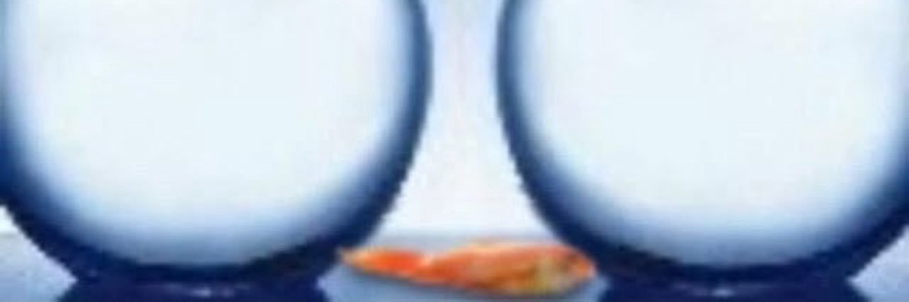goldfish in a bag 🐠's banner