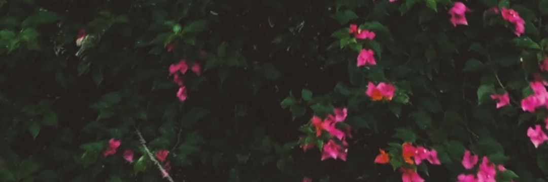 Farah Tweet's's banner